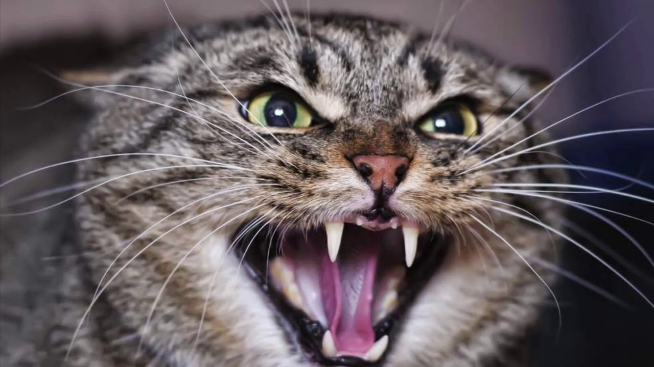 Язык тела кошек: что говорят нам питомцы своими позамиЦентр реабилитации  временно бездомных животных «Юна»