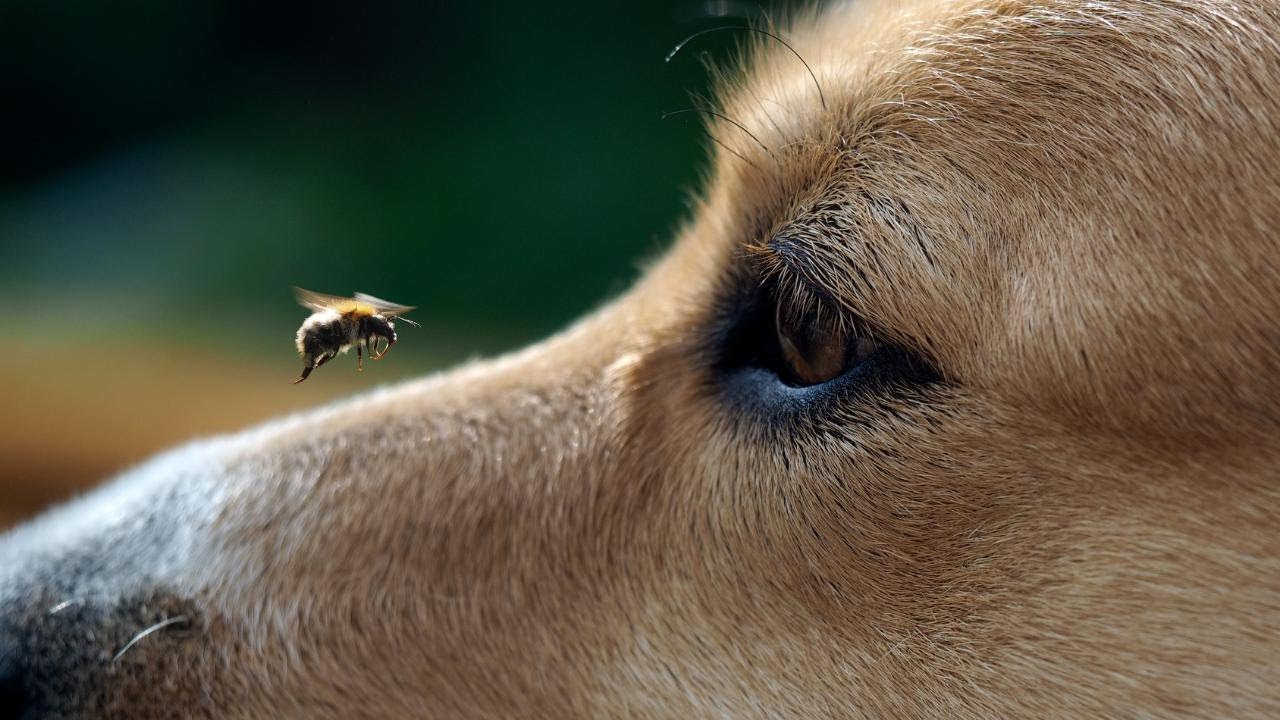 «Чем обработать уши собаке от мух?» — Яндекс Кью