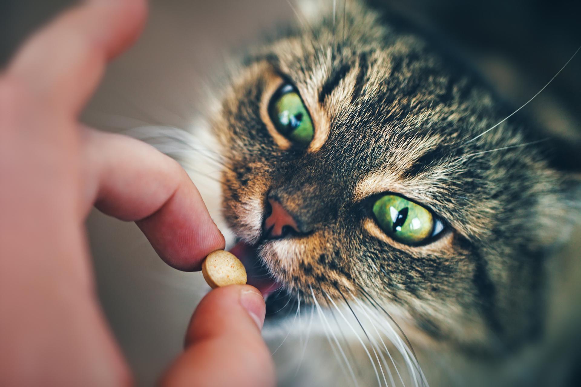 Пробиотики для кошек: нужны ли и как их даватьЦентр реабилитации временно  бездомных животных «Юна»