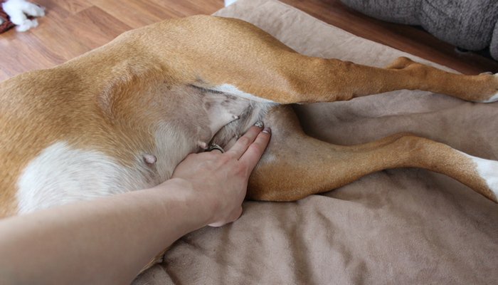 Здоровье собаки: как проверить пульс, дыхание и температуруЦентр  реабилитации временно бездомных животных «Юна»