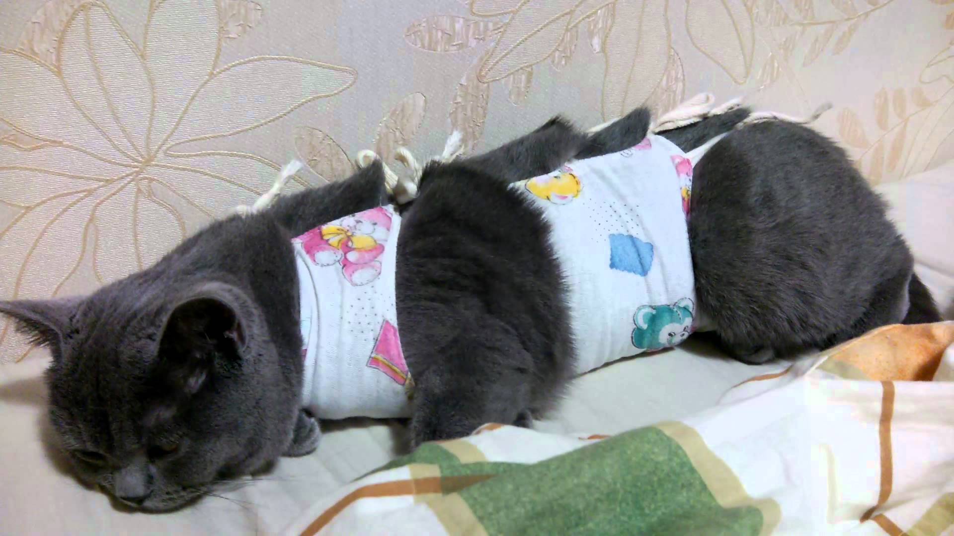 Уход за кошкой после операции: практические советыЦентр реабилитации  временно бездомных животных «Юна»